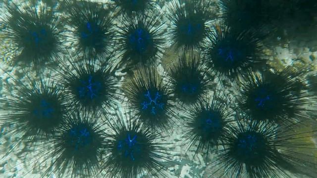 Savigny's longspine sea urchin (Diadema savignyi) - E of Likupang (Indonesia Sulawesi) 3-4-2024