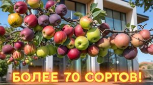 МНОГОСОРТОВАЯ ЯБЛОНЯ (свыше 70 сортов на одном дереве!)