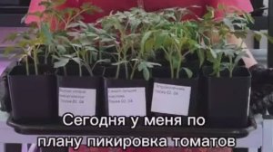 Пикировка, перевалка.