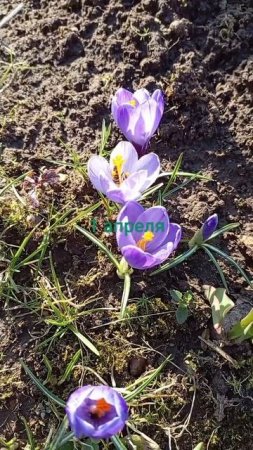 первое апреля