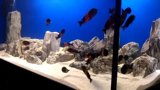 Red bemba смотреть онлайн