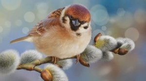 Вербы первыми в апреле... Александр Береснев.