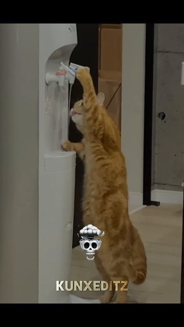 smart коты смотреть онлайн