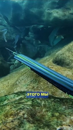 А вы согласны? Подводная охота Дагестан