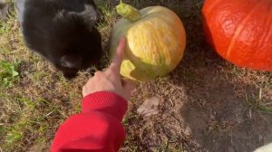 ЗАКУПКА ПРОДУКТОВ// ПОСЛЕДНИЙ УРОЖАЙ// ПЕРЕРАБОТКА МОРКОВИ// БУРГЕРЫ НА ОГНЕ