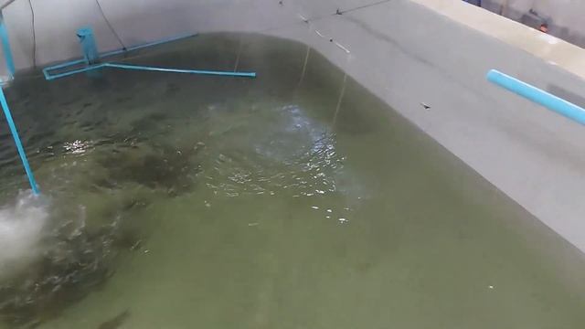 Update of our Cultured Grouper in Cement Pond #fishfarming #lapulapu смотреть онлайн