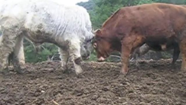 Uomini e Profeti - Gabriella Caramore intervista Marco Verdone - 20.04.2013 смотреть онлайн