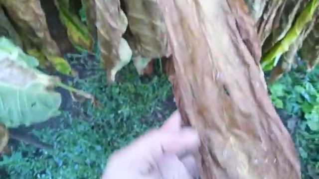 Гавана без номера вытомилась через 1 месяц в теплице смотреть онлайн