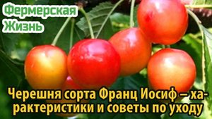 Черешня сорта Франц Иосиф – характеристики и советы по уходу