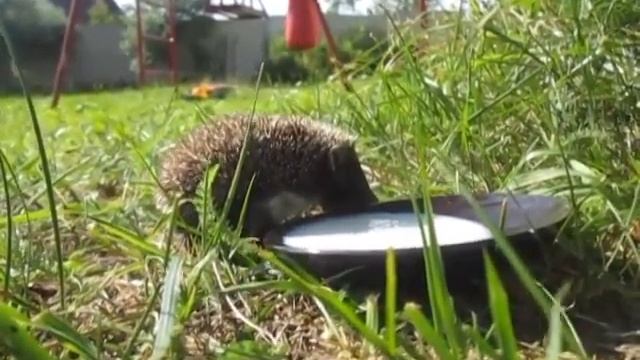 Ежонок смотреть онлайн