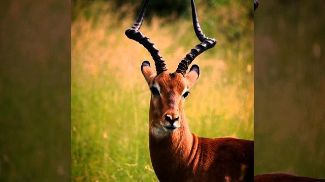 ТОП невероятных фактов о животных.Часть 11.#shorts смотреть онлайн