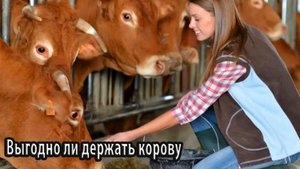 Выгодно ли держать корову