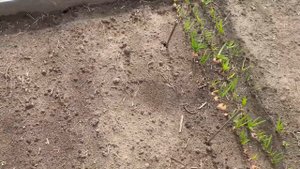 ПРОСТАЯ ЕДА//ЧТО У НАС РАСТЕТ// ЗАКУПКА ПРОДУКТОВ// ШАШЛЫКИ С СОСЕДЯМИ