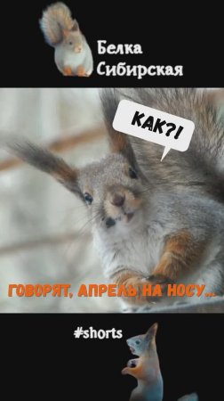 Белка дождалась апрель