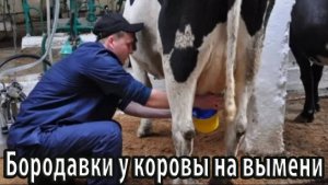 Бородавки у коровы на вымени эффективное лечение
