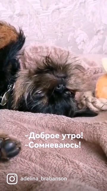 Доброе утро! Сомневаюсь... #гриффон #доброеутро #доброеутровидеоютуб #доброеутрохорошего