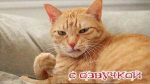 Приколы с котами! С ОЗВУЧКОЙ! Смешные кошки и собаки - Самые смешные животные! Я РЖАЛ ДО СЛЕЗ!