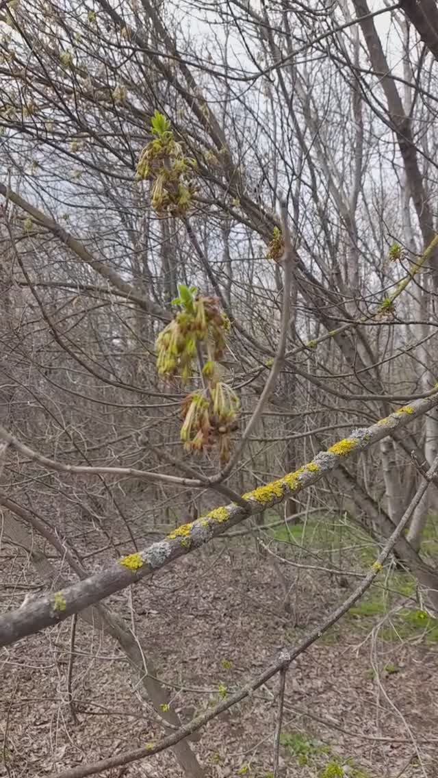 Пчела на ясене 26.03.2025 смотреть онлайн