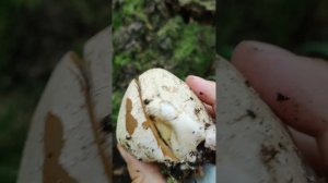 Гриб Весёлка Обыкновенная в лесу