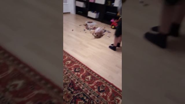 Канадский сфинкс Нафаня играет смотреть онлайн