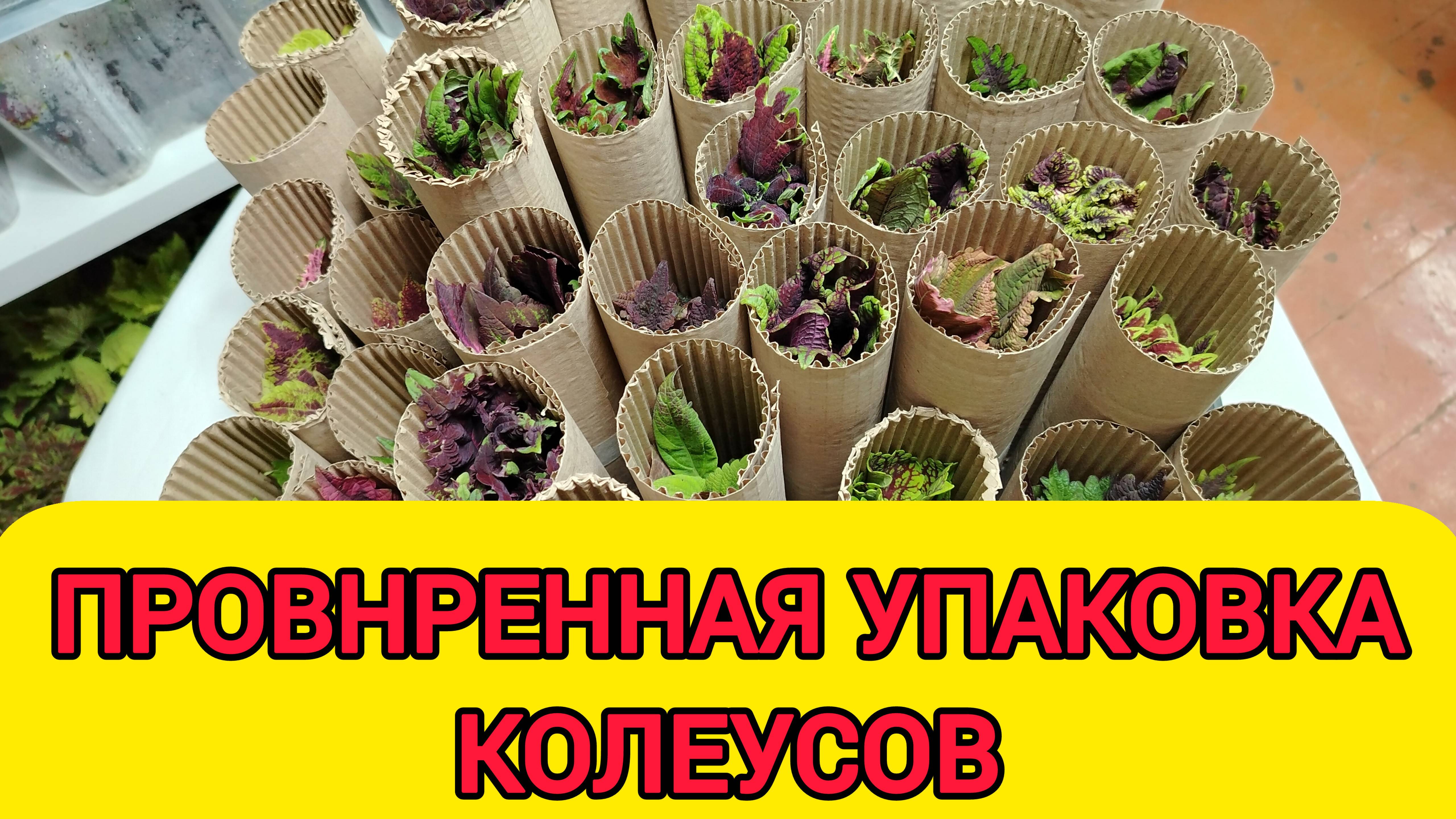 ПРОВЕРЕННАЯ УПАКОВКА КОЛЕУСОВ