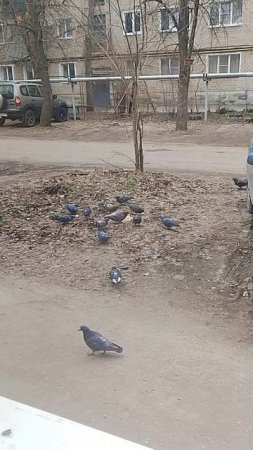 птицы