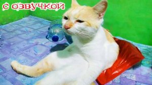 Приколы с котами! С ОЗВУЧКОЙ! - Смешные коты и собаки! САМЫЕ СМЕШНЫЕ ЖИВОТНЫЕ! РЖАКА!