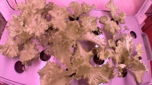 Салат на стеллаже