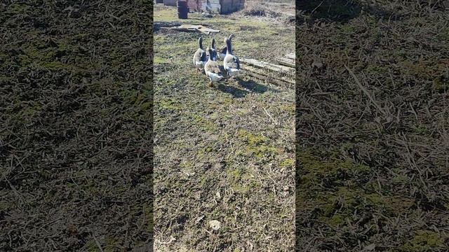 Деревенские хлопоты. Рыжий кот Фокс🐱 кошечка Лапа, гуси🪿 Набег на гнездо 🪺