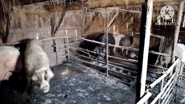 Старушки опоросились, начинают поросится первородки.
