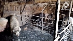 Старушки опоросились, начинают поросится первородки.
