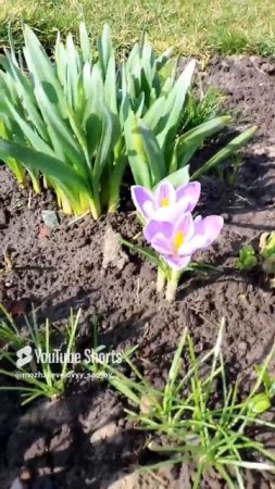 КАК МЕНЯЕТСЯ ЦВЕТУЩИЙ ПРИСТВОЛЬНЫЙ КРУГ. 27.03.2023г.