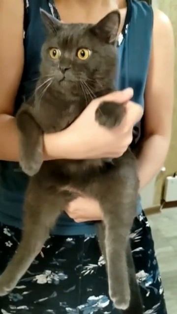 Dom Dom Yes Yes (Cat's dance) смотреть онлайн