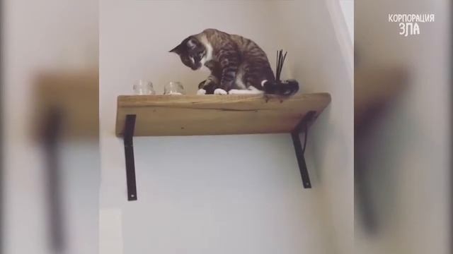 Лучшие приколы с котами!! РЖУ НЕ МОГУ!!! смотреть онлайн