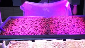 #9 Тестируем новый метод выращивания микрозелени (microgreen).