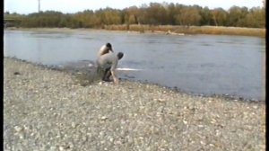 Оригинал видео о крокодиле в р. Авача на Камчатке.