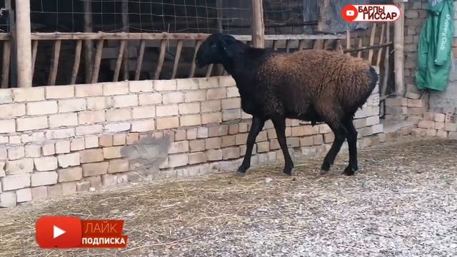 😱😱Каймана аты беркут🦅 хозяйства Алтынбек Каримов @BARPYKG #кыргызстан #гиссар #арашан #сузак смотреть онлайн