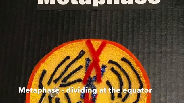 Nonmajor’s Biology, Dr. Isi Ero-Tolliever’s Class- Mitosis