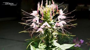 Ашуг Айдун группа Арзу Живой звук на свадьбе #dagestan #top #music