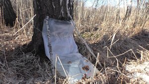 Лучший способ. Березовый сок. Много березового сока.