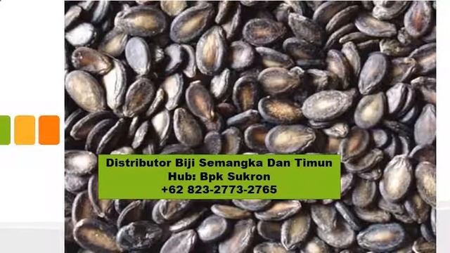 +62 823-2773-2765 (T-sel) Termurah tanam semangka hidroponik Makassar Gro Indo Resources
