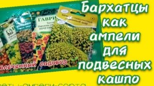 Бархатцы как ампели, мой выбор..mp4