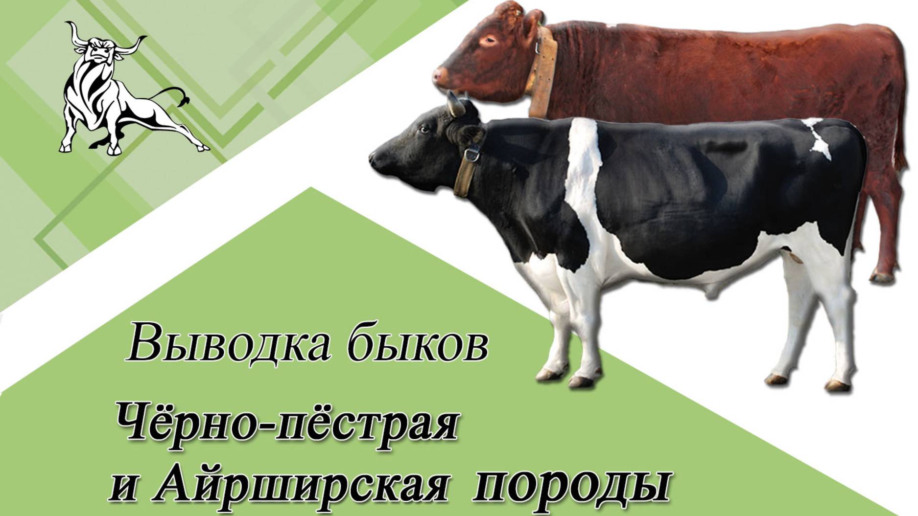 Выводка быков. Черно-пестрая и Айширская породы