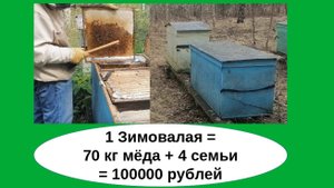 Эксперимент пчеловодства, как бизнес в ульях-лежаках прошёл удачно - 100 000 рублей с семьи получил