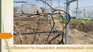 Некоторые особенности подвязки многолетних кустов, так чтобы не было загущения. Март 2025