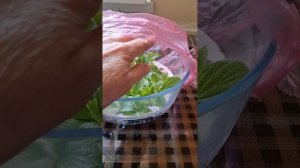 Укореняем побеги метельчатых гортензий в воде..