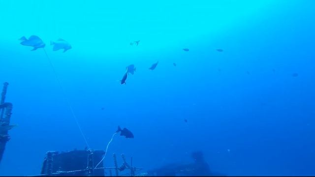 Gopro hero 5 Wreck diving in Mauritius смотреть онлайн