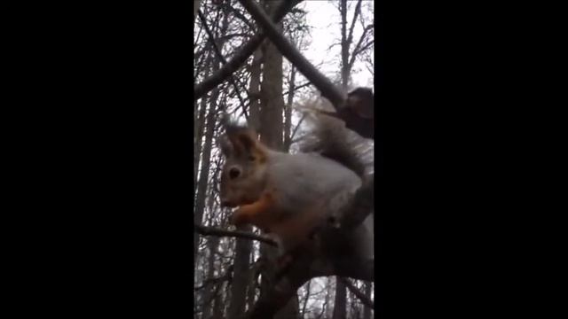 Зверики - обжорики, декабрь 2019 смотреть онлайн