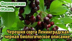 Черешня сорта Ленинградская черная биологическое описание