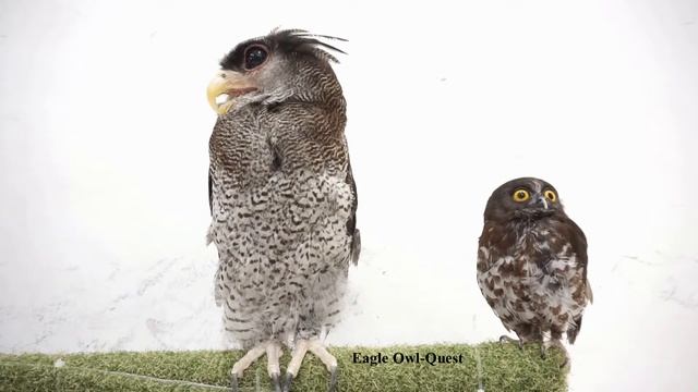 When Eagle Owl meets with Hawk Owl フクロウ ワシミミズク сова сыч филин 雕鸮 猫头鹰 올빼미목 Burung Hantu
